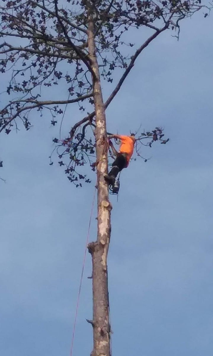 Secure Choice Tree Service of Beaumont Texas, photo 2