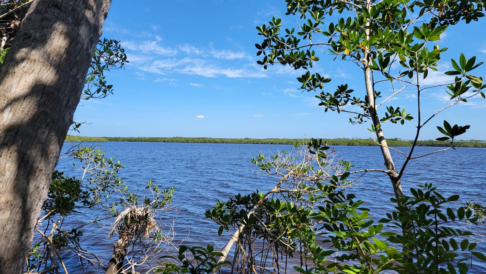 North Loop- Florida State Forest Trail