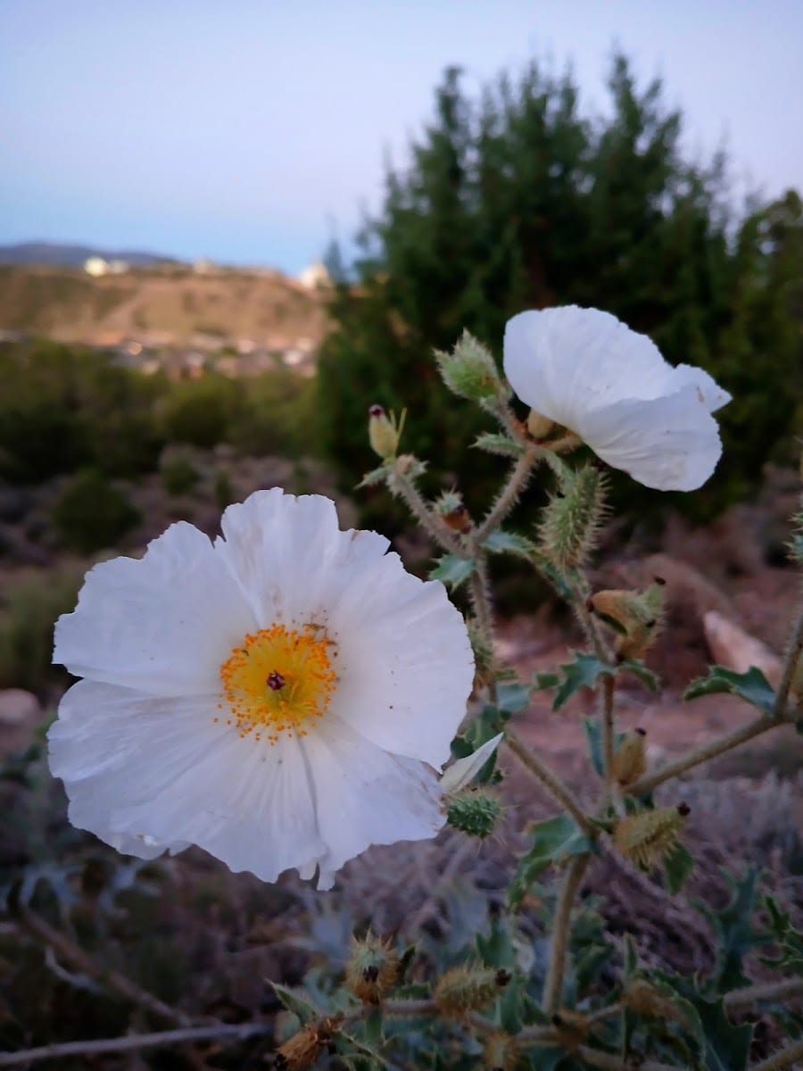 Old Sorrel Trail