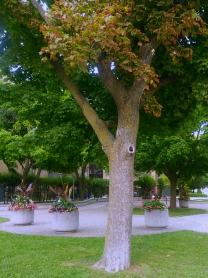 Macklin Hancock Park