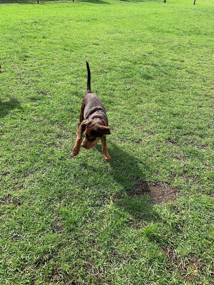 Pier Street Reserve Fenced Dog Park