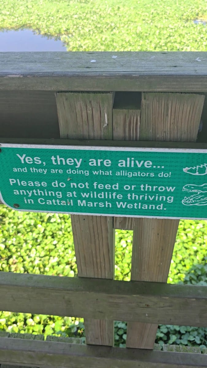 Cattail Marsh Scenic Wetlands & Boardwalk, photo 2