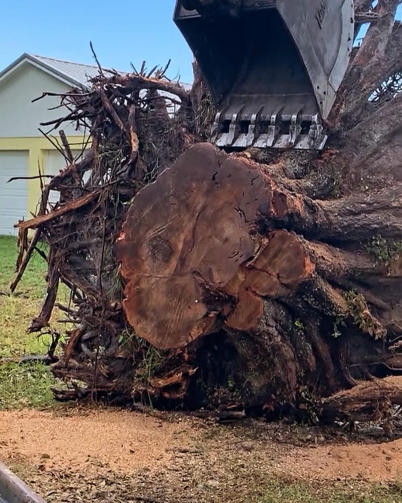 OnSite Tree