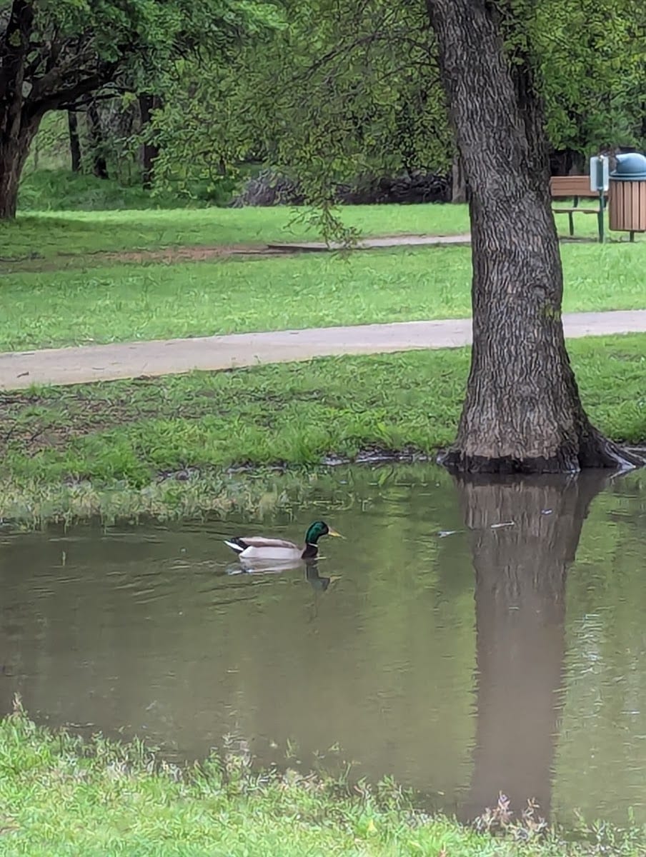 Bill Allen Disc Golf, photo 3