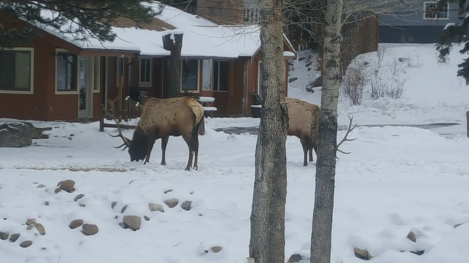 Estes Park Retreat, photo 2
