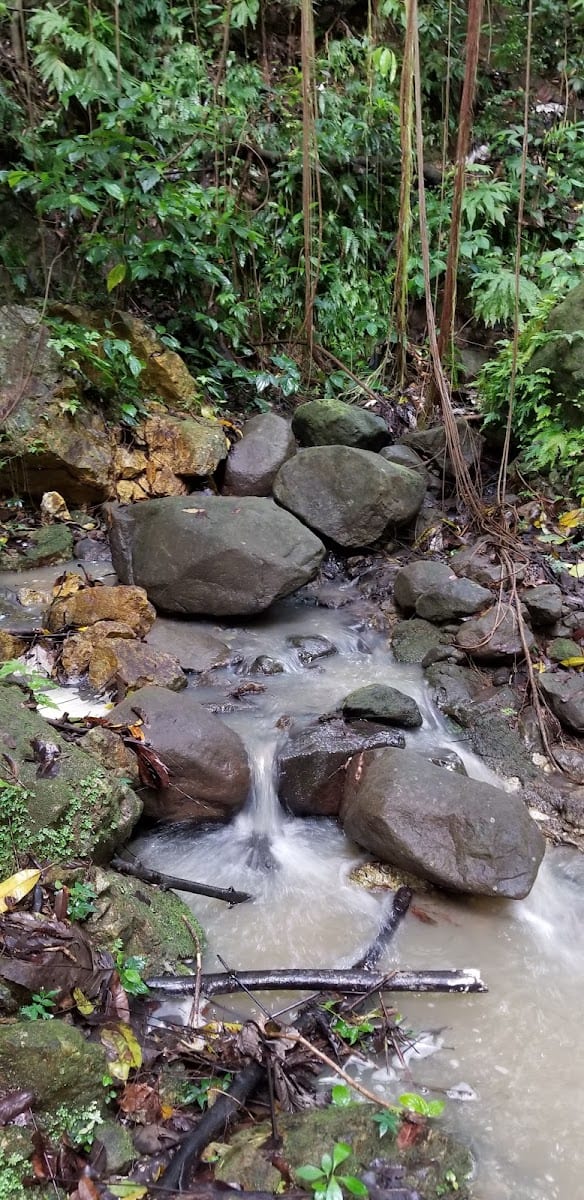 Blackwood allen Hiking trail