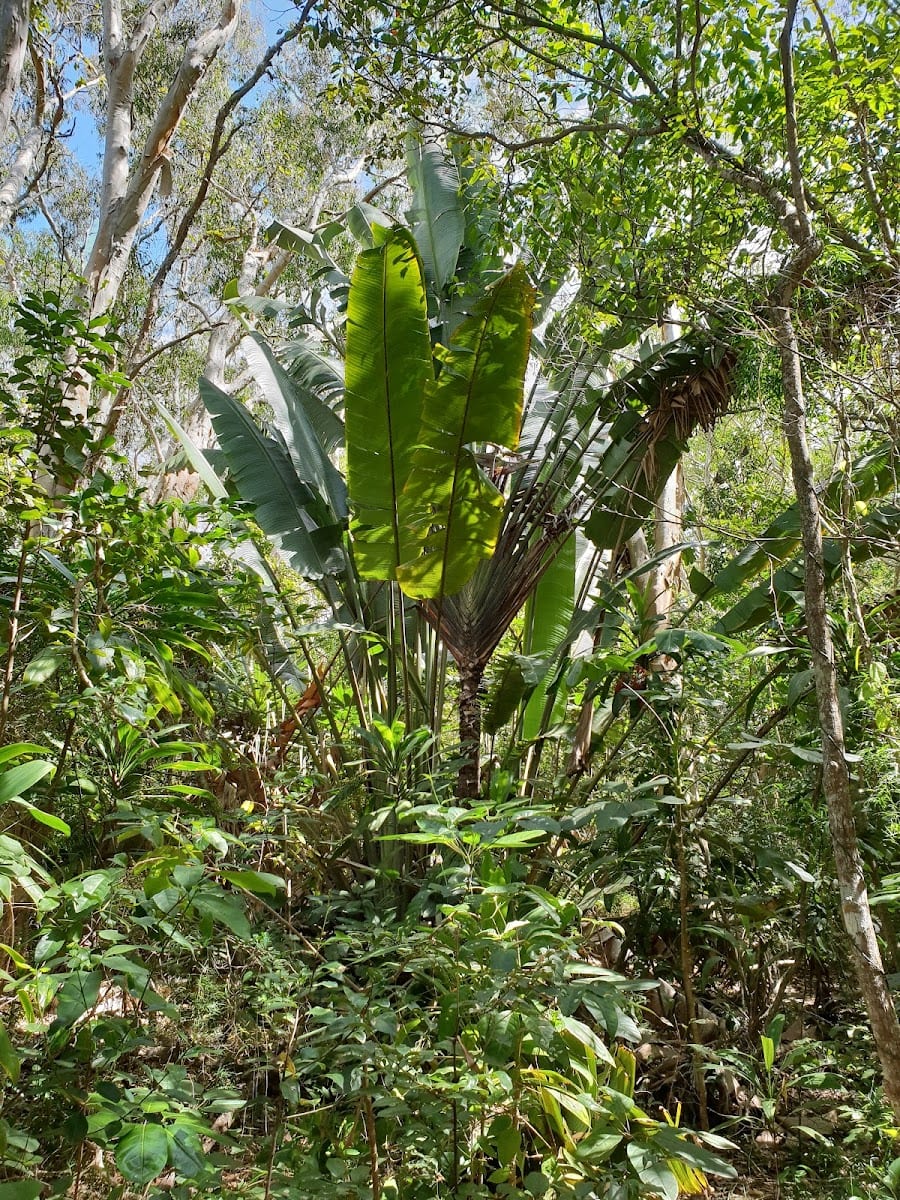 Kommo Toera Trail, photo 3