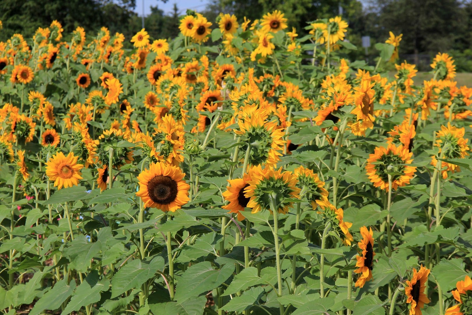 Pitney Meadows Community Farm, photo 4