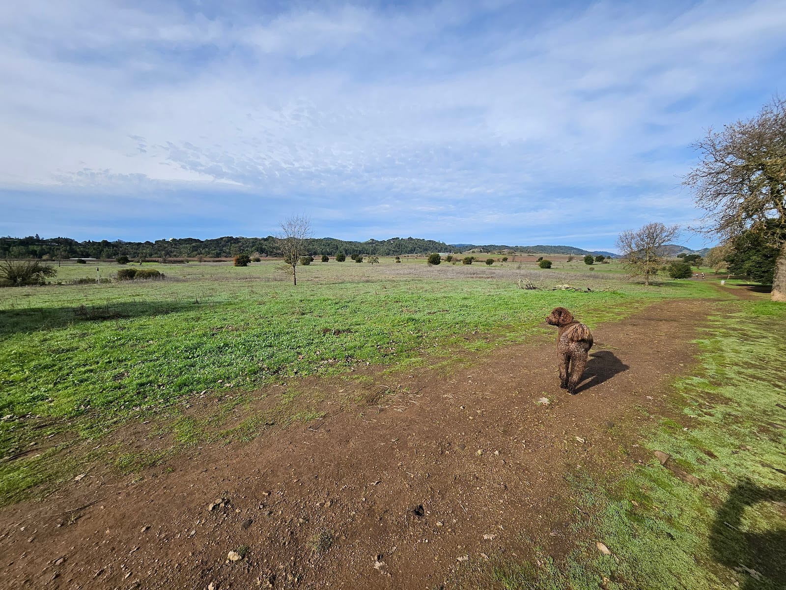 Canine Commons