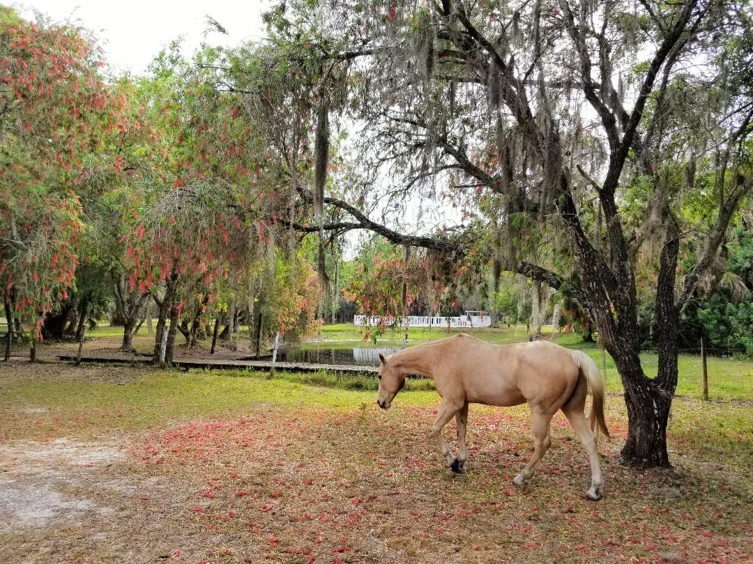 Bits of Paradise Ranch