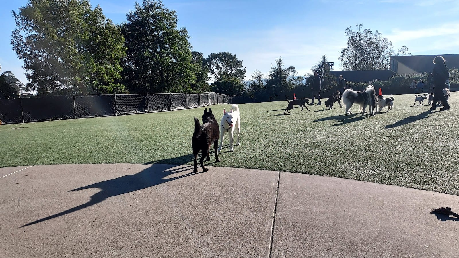 Walter Haas Dog Play Area