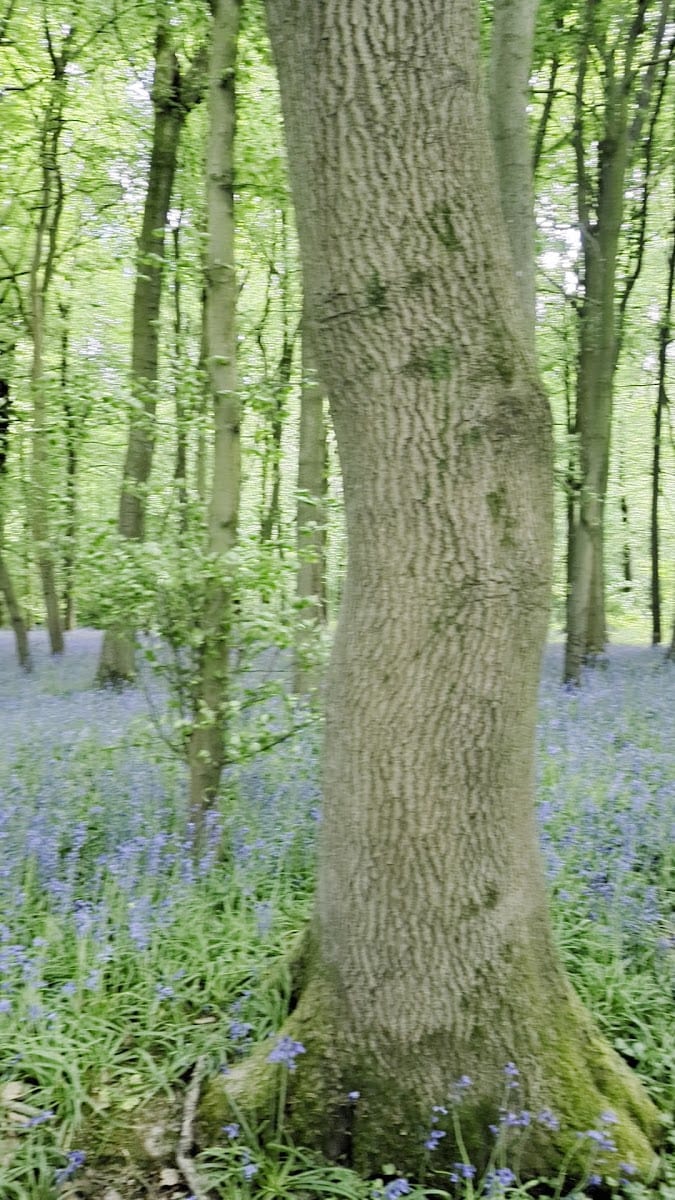 Bluebell Woods, photo 2