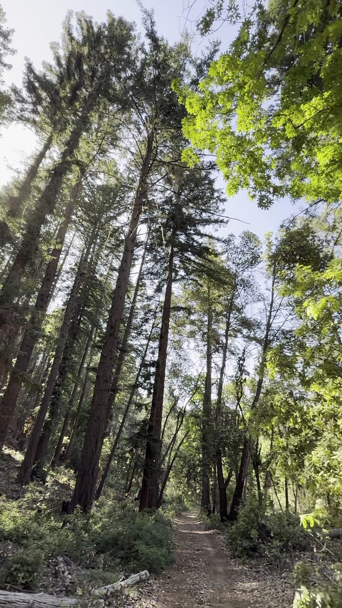 Pacific Union College Forest trailhead, photo 2