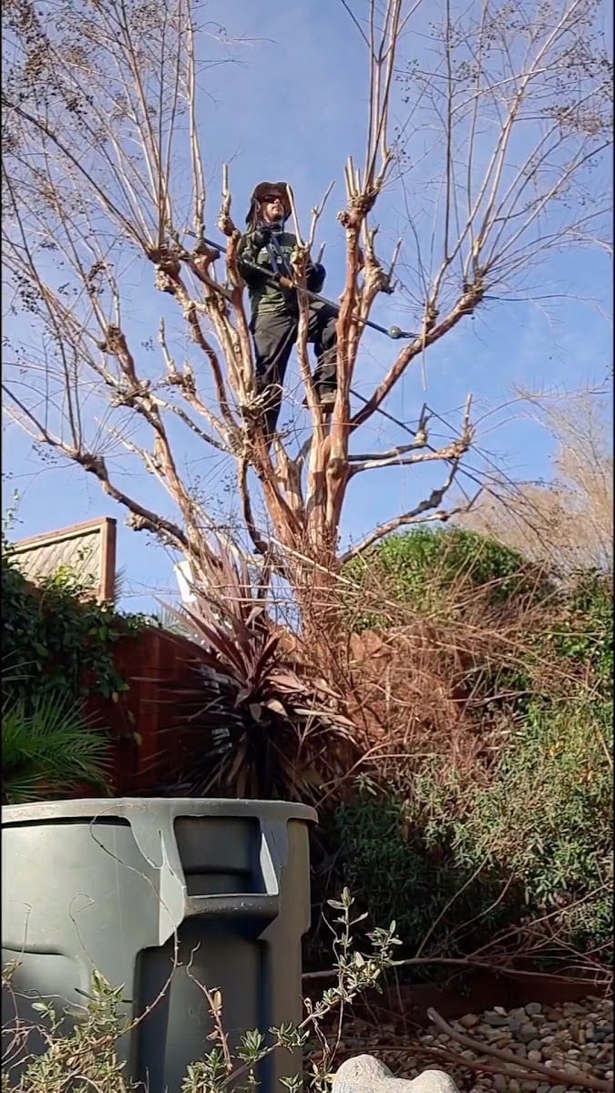 Cesar's Landscaping Services LLC, photo 3