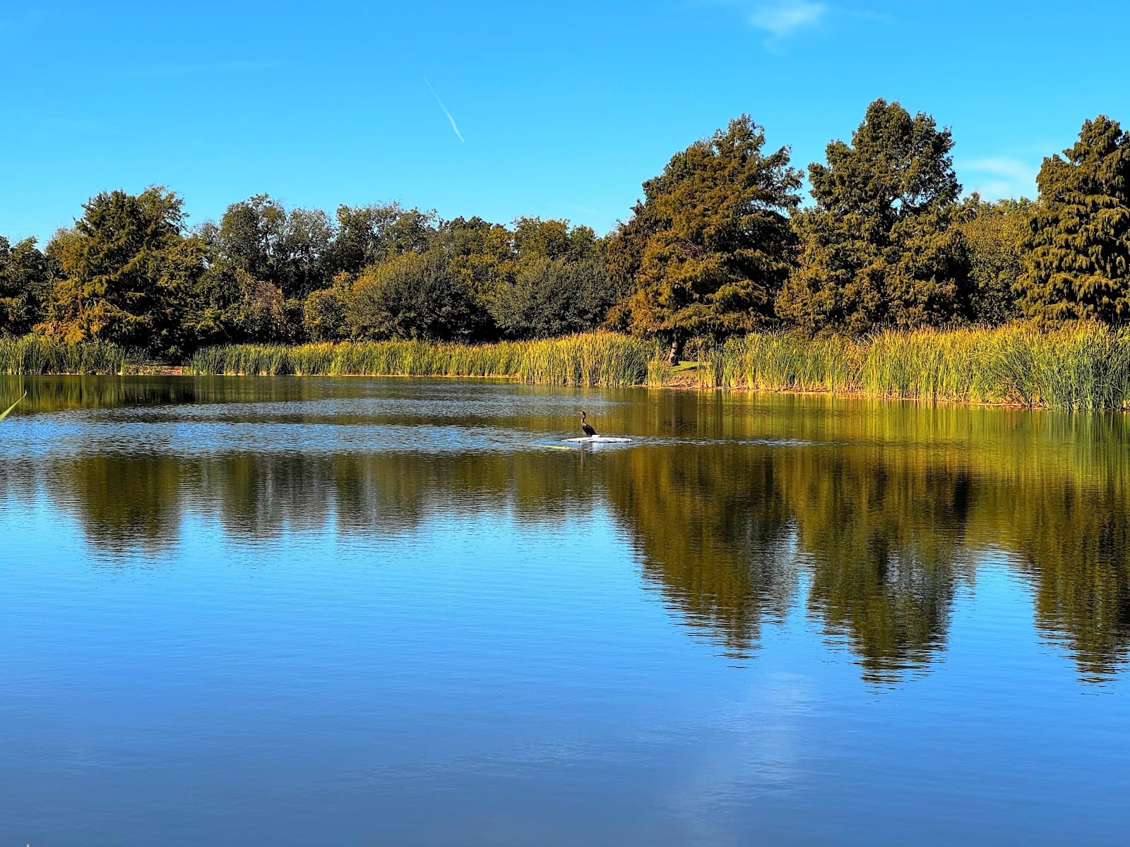 Frisco Commons Park, photo 3