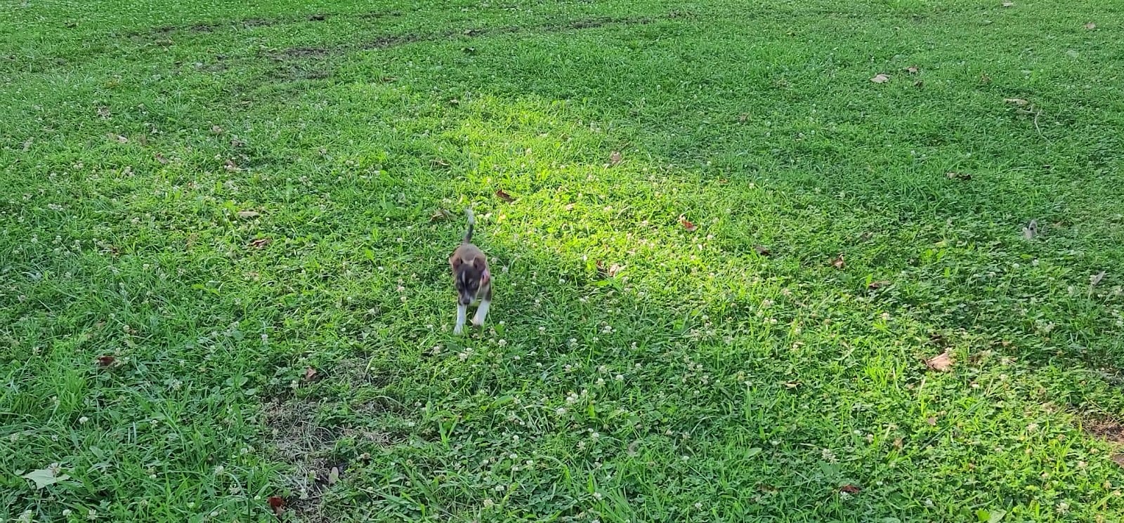 Stekoa Creek Park, photo 2