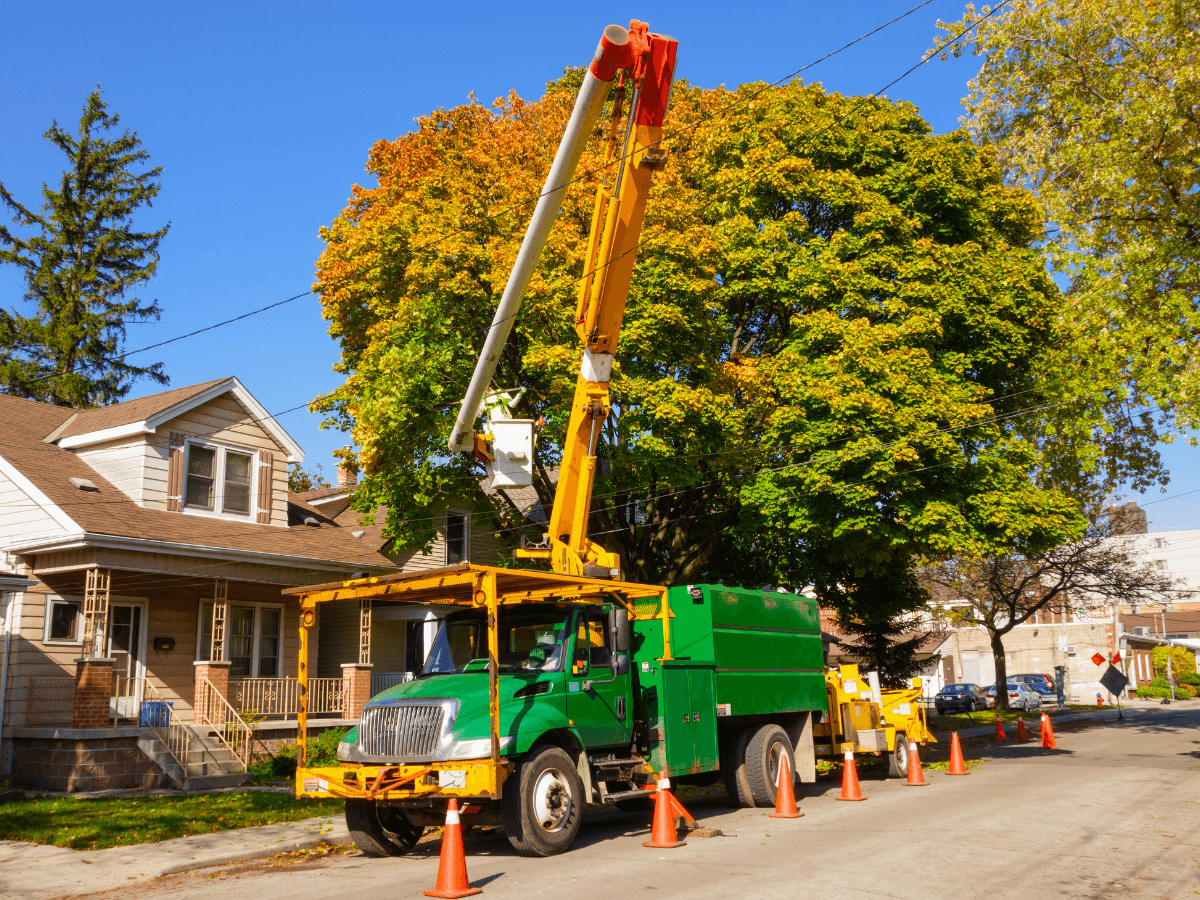 Tree Service Sarasota LLC, photo 3