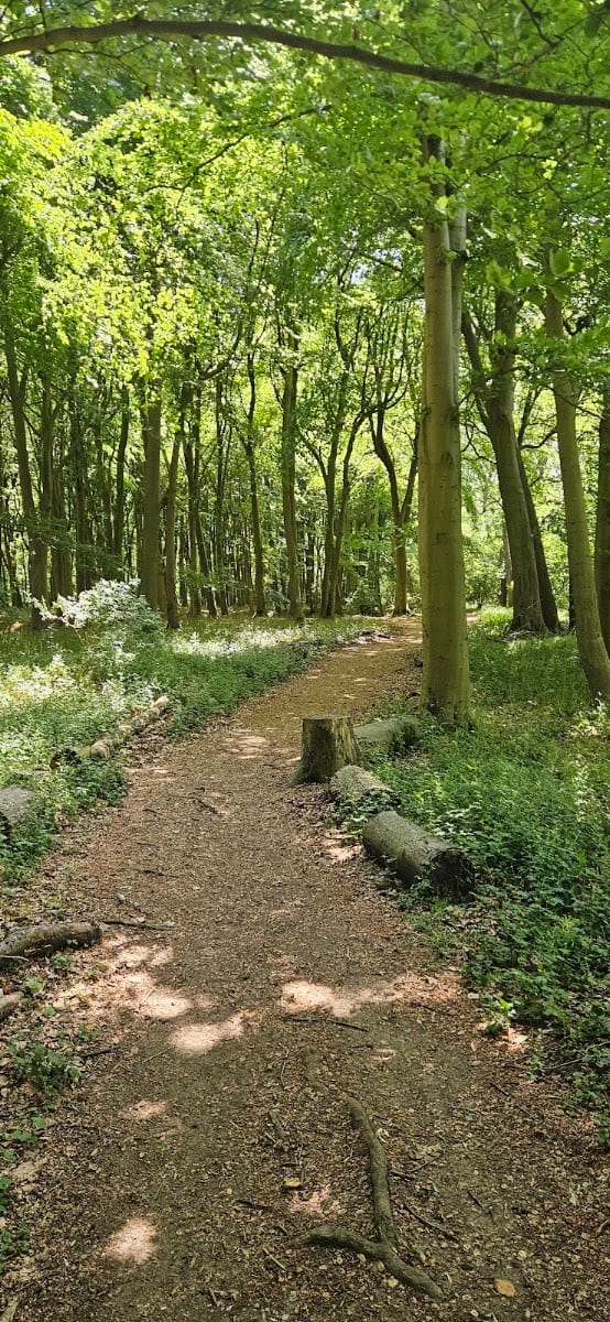Bluebell Woods, photo 3