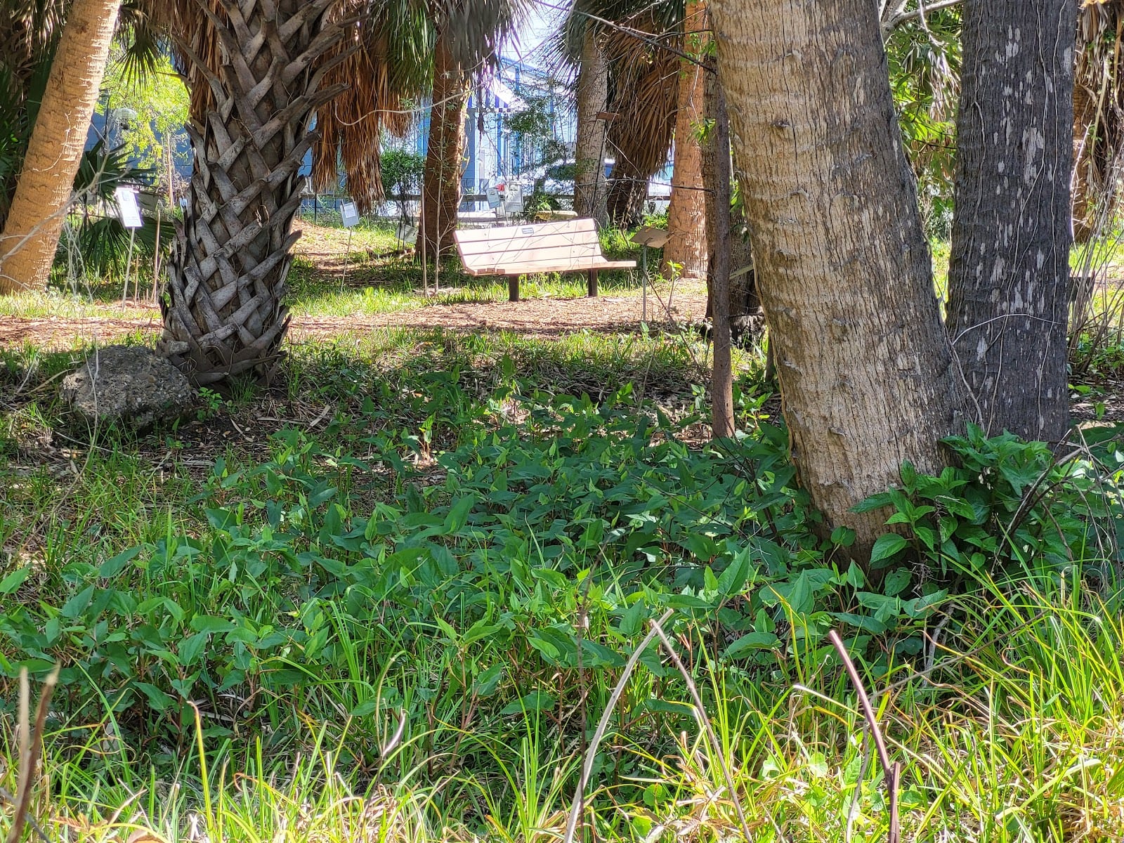 Mary Ola Reynolds Miller Palm Preserve