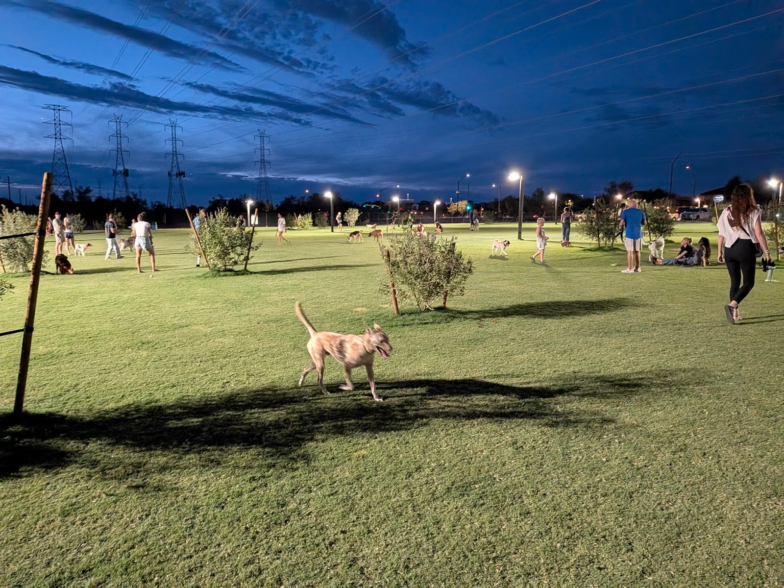 Thompson Peak Park Dog Park, photo 2