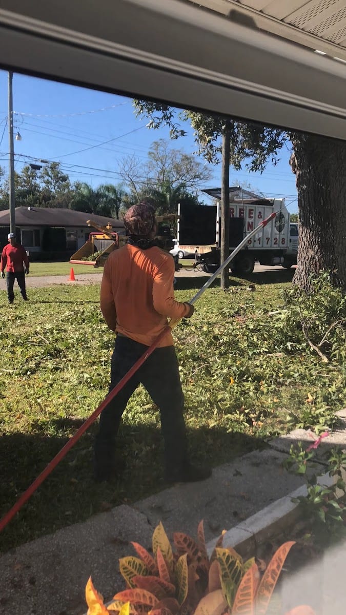 Castillo Tree & Lawn Service Inc, photo 3