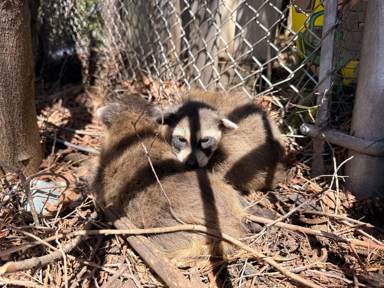 GTA Wildlife Removal & Pest Control Ltd.