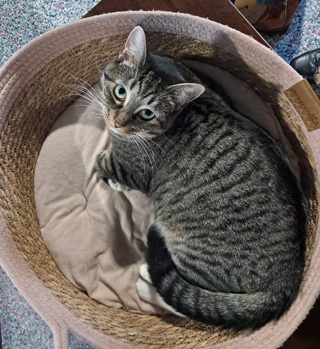 Katy's Cat Cafe, photo 4