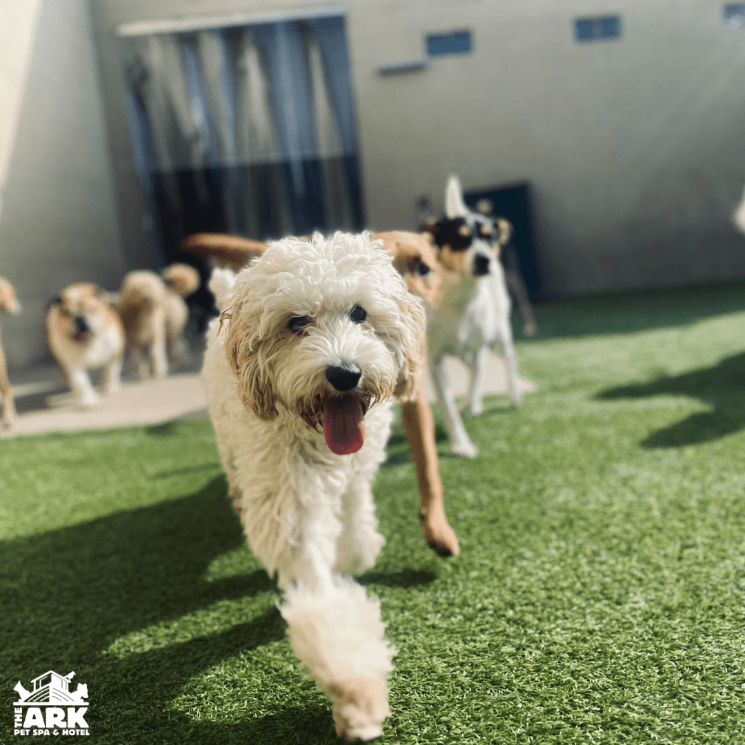 The Ark Pet Spa & Hotel - Madison, photo 2