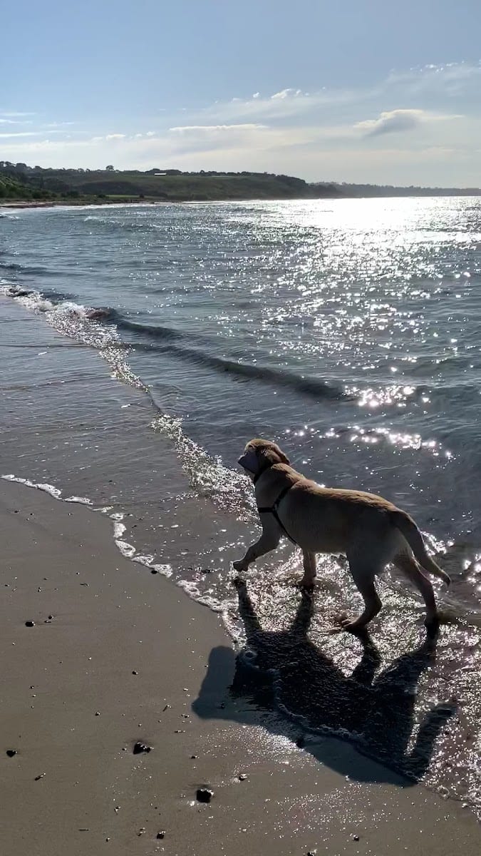 Flinders Dog Beach, photo 2