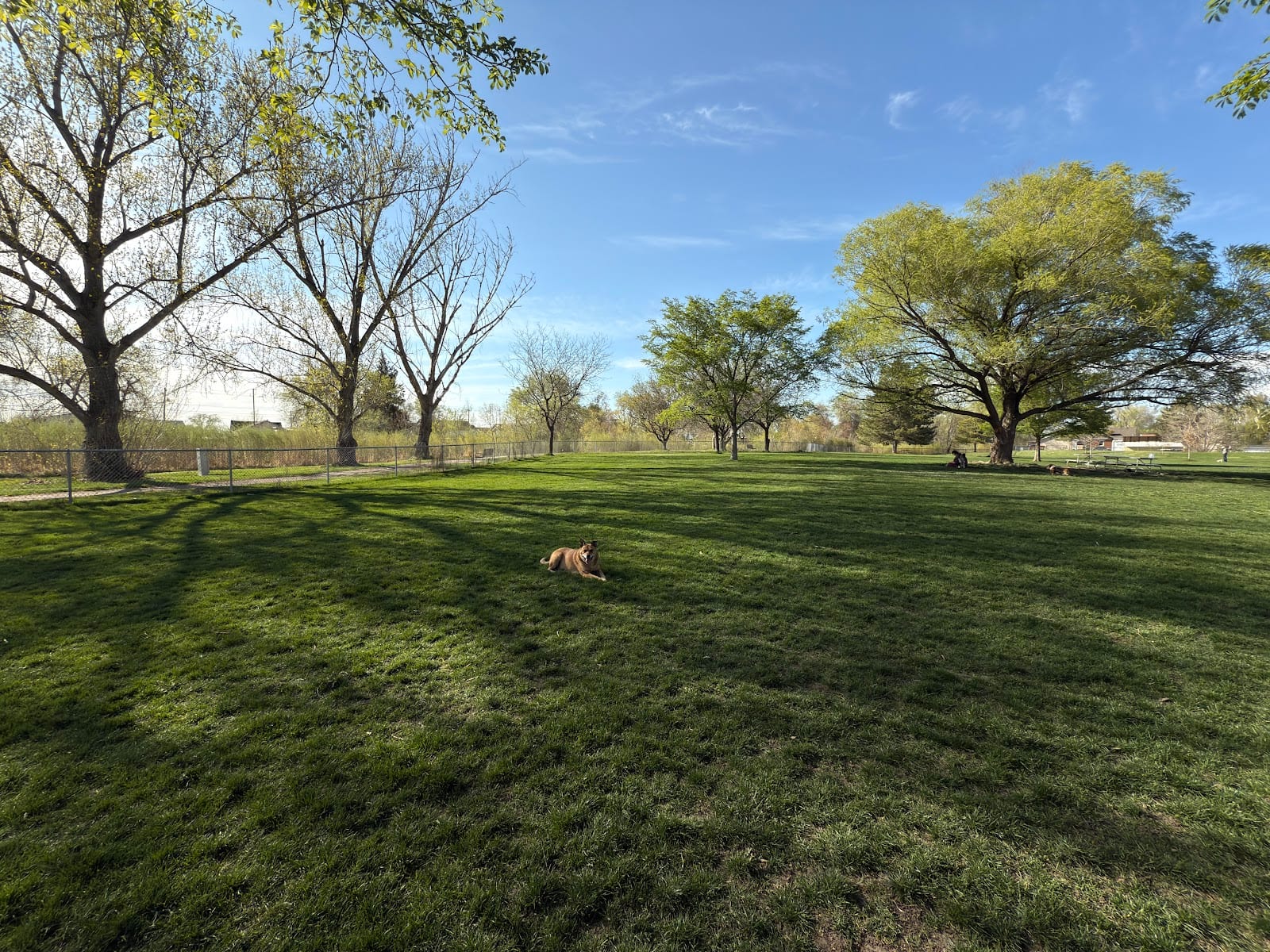 Cottonwood Dog Park, photo 3