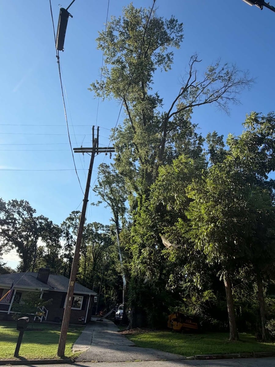 David's Complete Lawn & Tree Services LLC, photo 4
