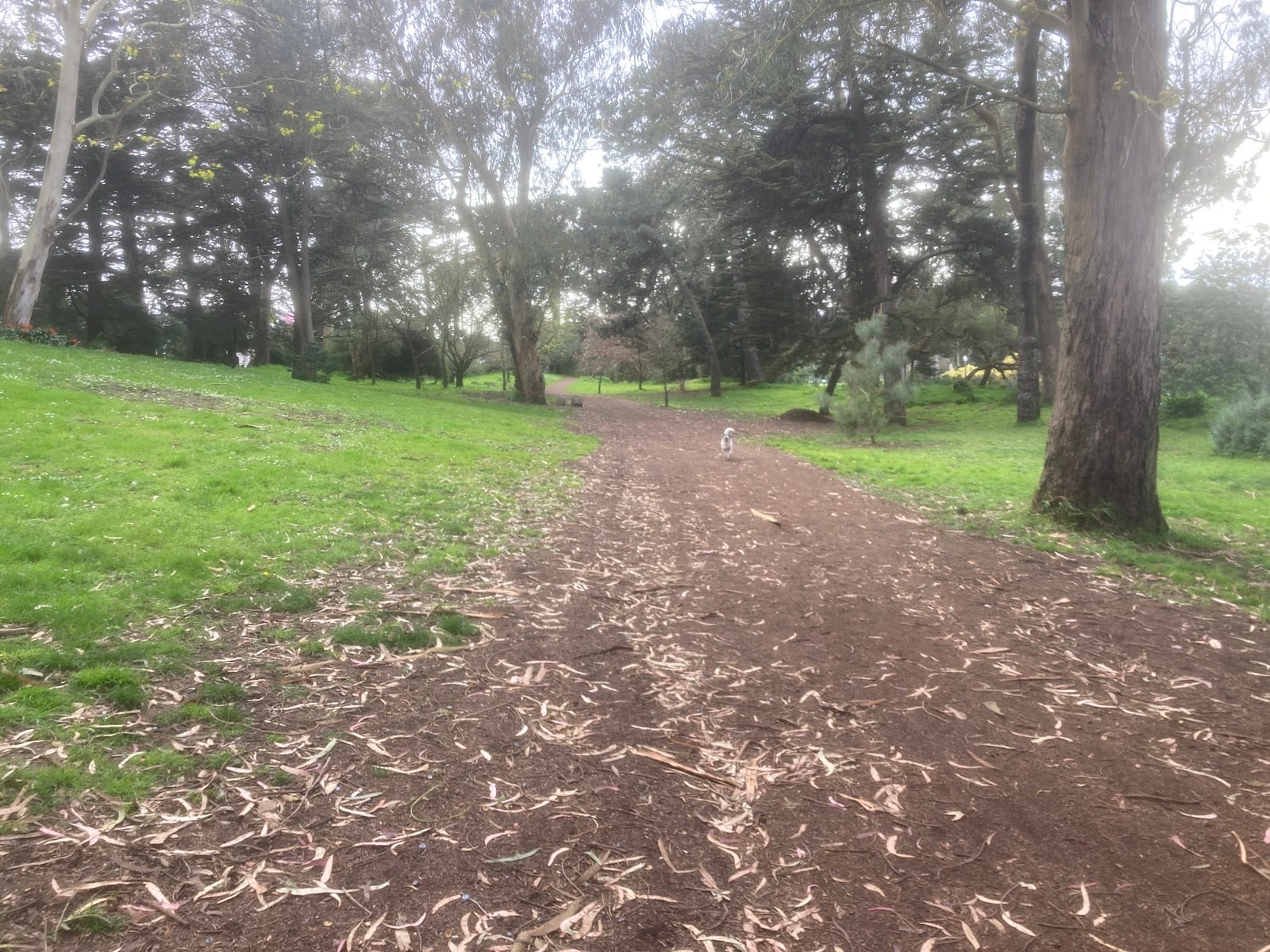 GGP Dog Play Area 1