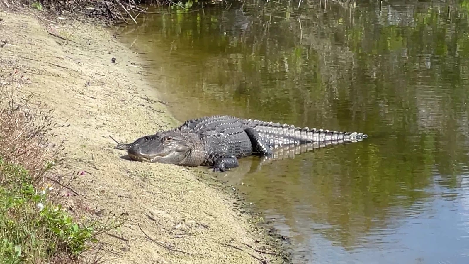 Myakka Pines Golf Club, photo 2