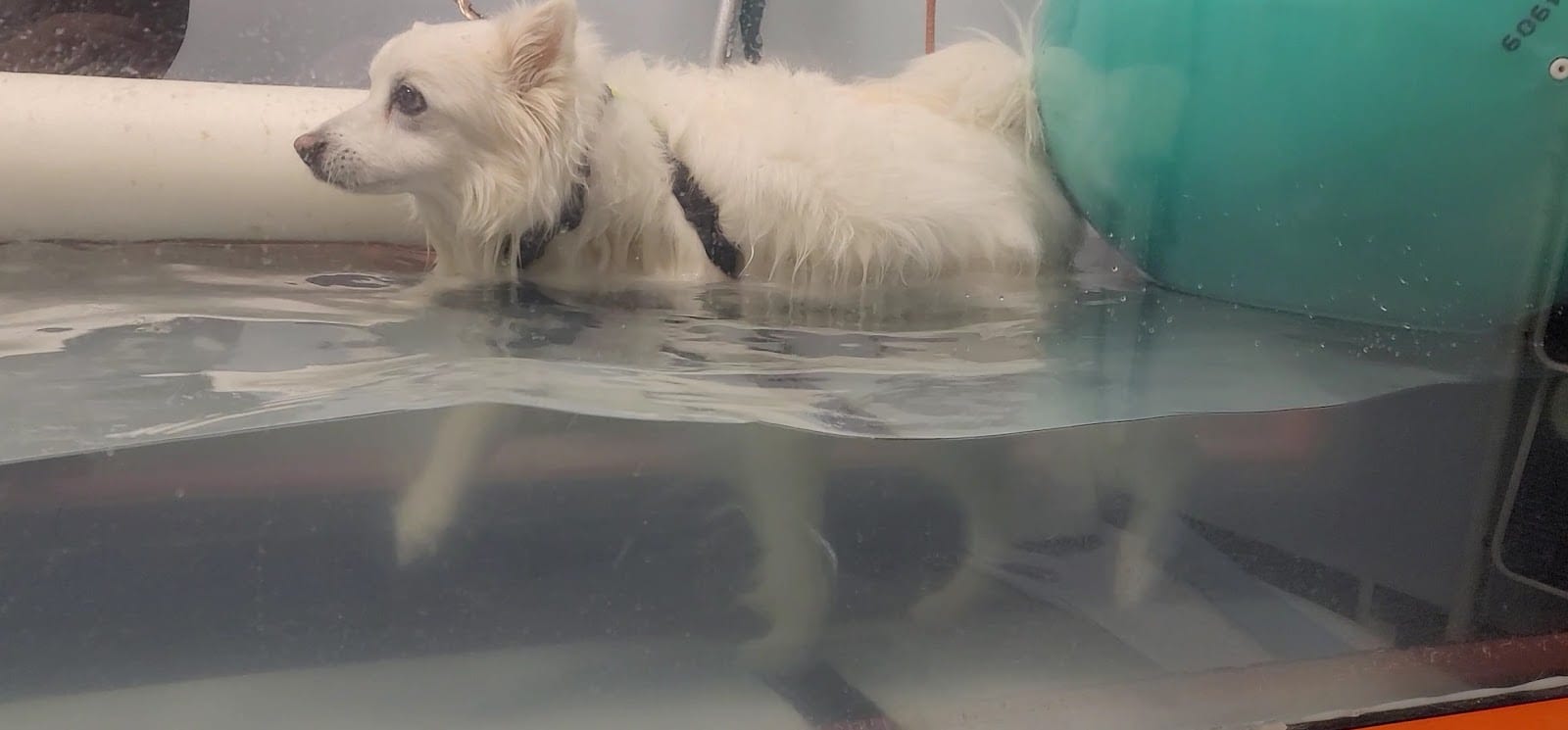 Sierra Peaks Animal Rehabilitation (SPAR), photo 2