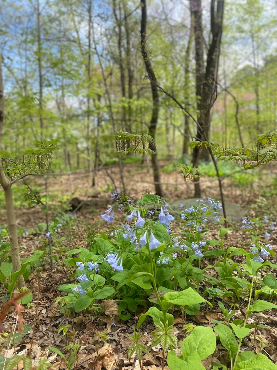 Tawes Garden, photo 2