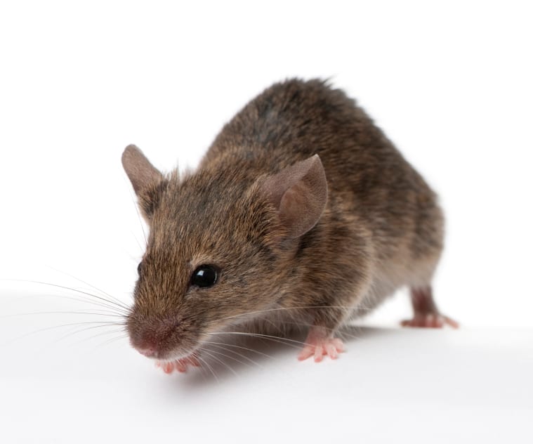 Origin Pest Control