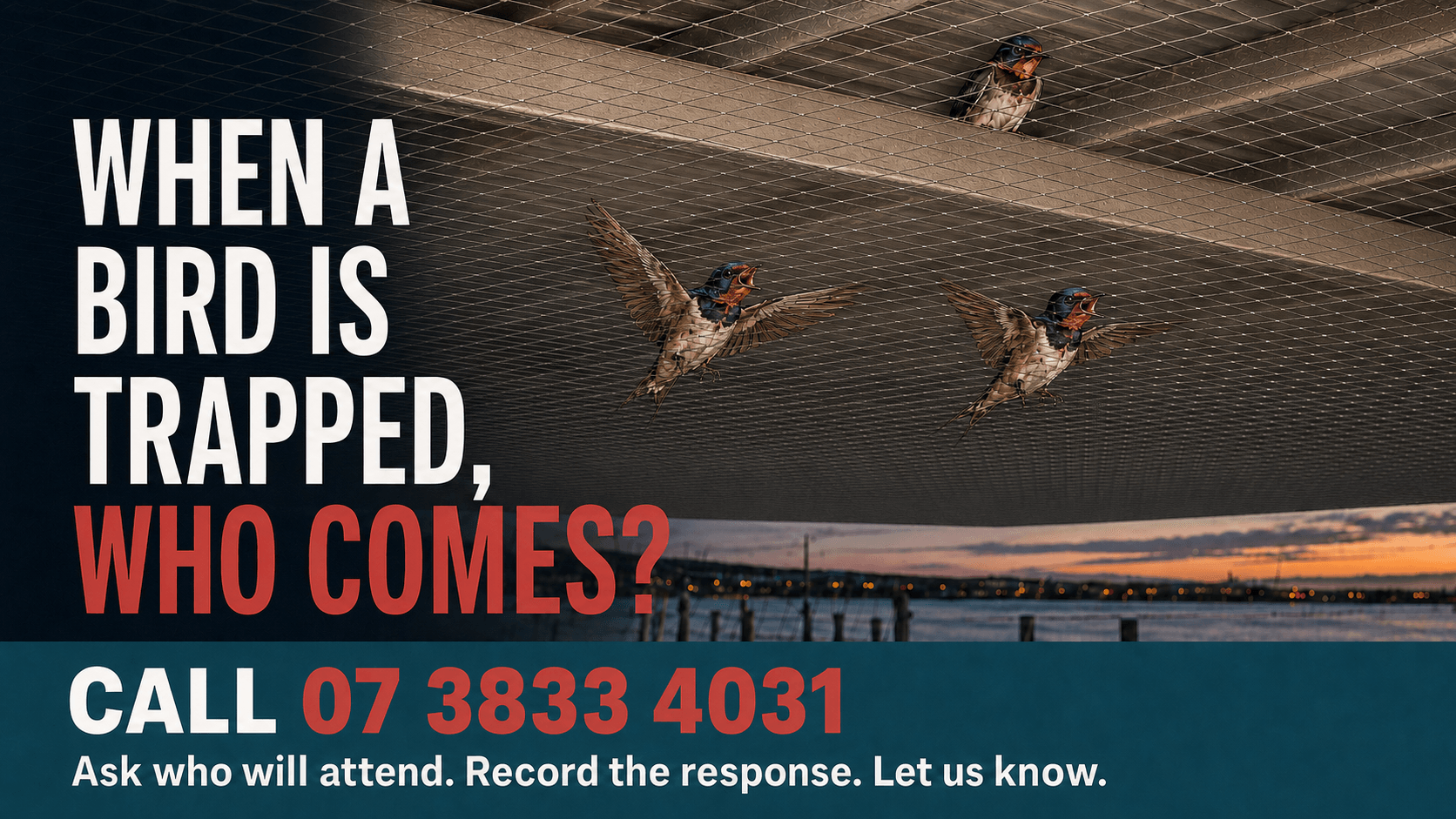 When a Bird Is Trapped, Who Comes?