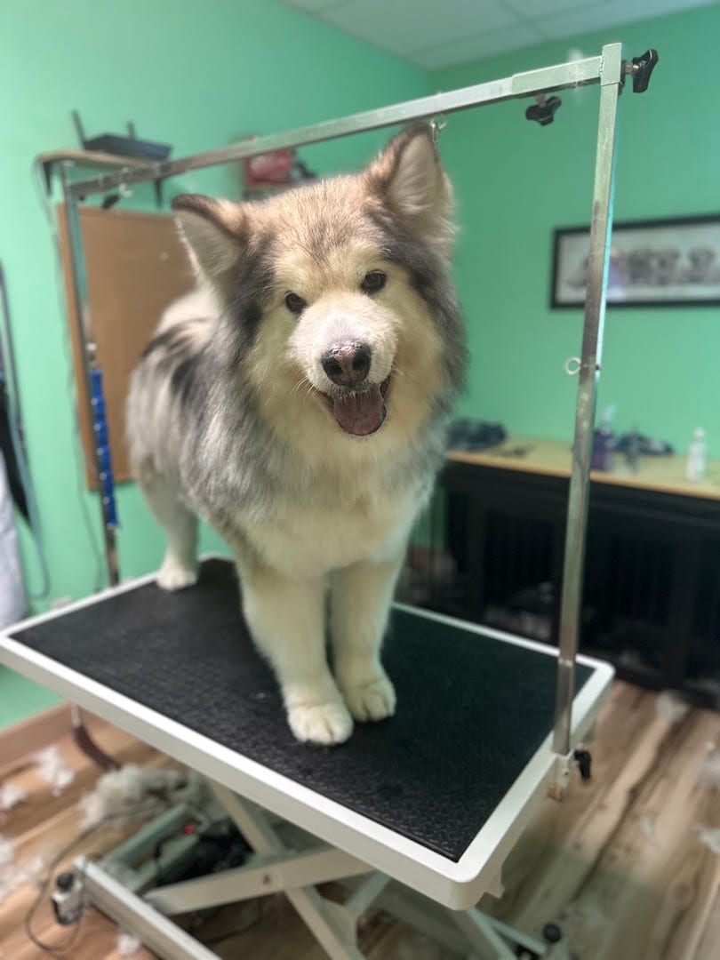 Hawkeye's Dog Spa, photo 2